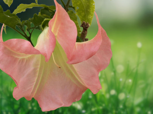 10 Seeds Angel Trumpet Brugmansia, Double Yellow Orange