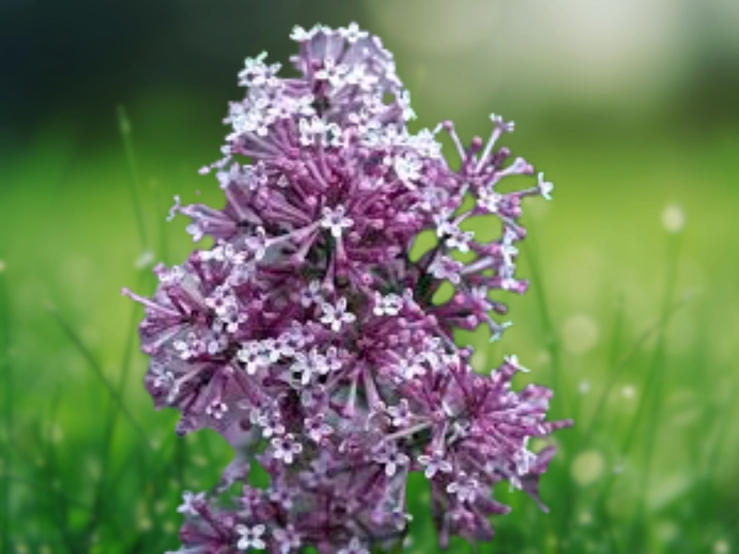 25 Seeds Fandango Lilac Fragrant Flowers Perennial Shrub