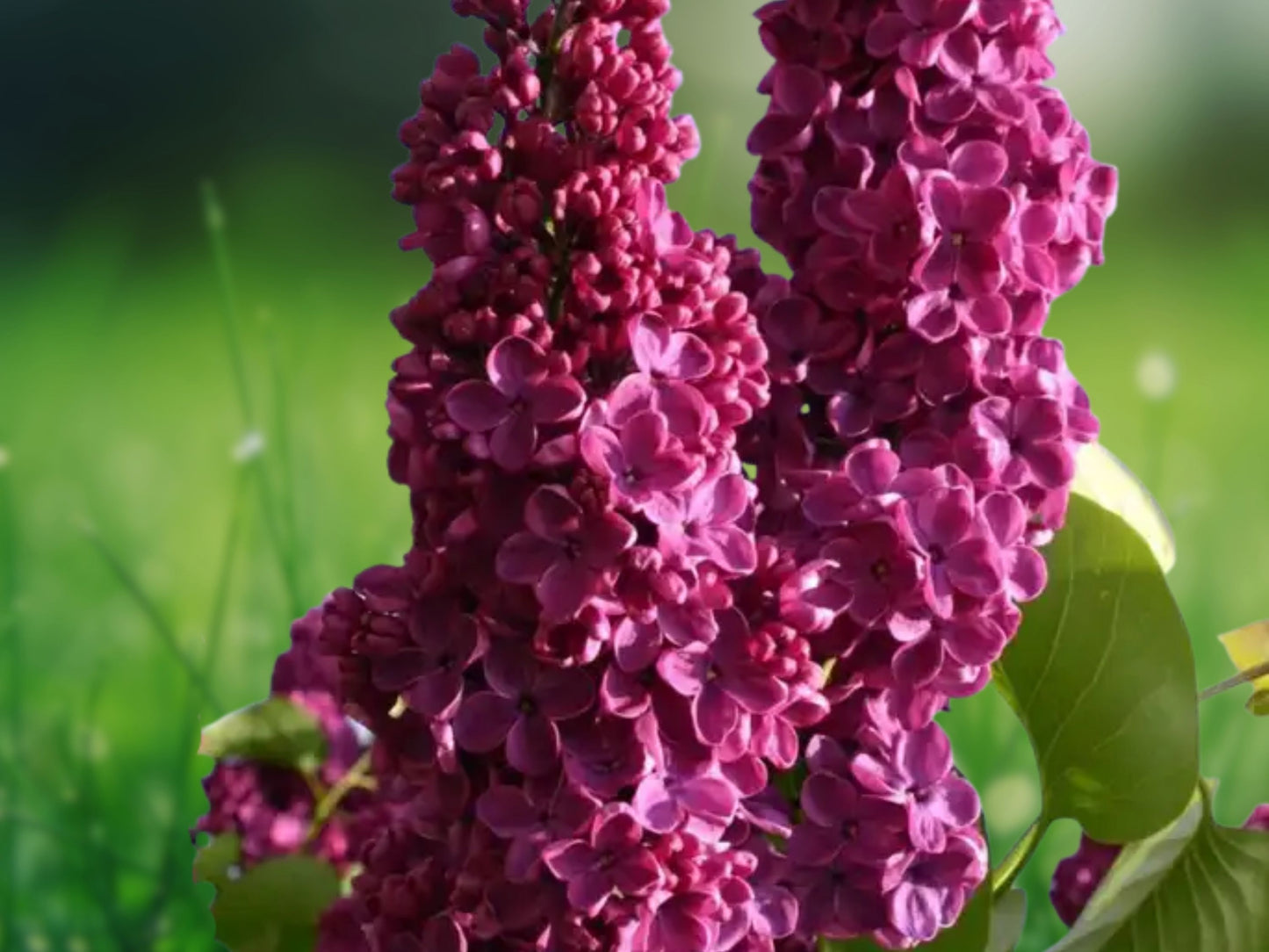25 Red French Lilac Seeds Perennial Fragrant Flowering Shrub Tree