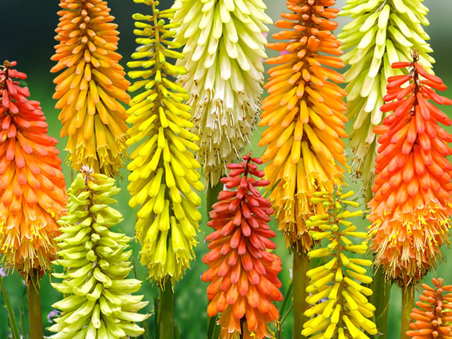 25 Seeds Torch Lily Mix Hot Poker Perennial Flower Seeds