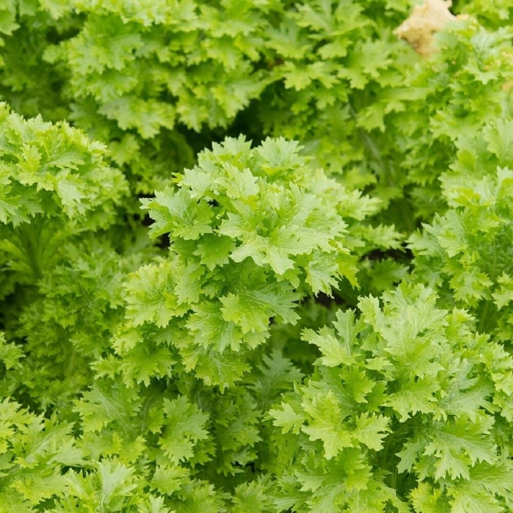 2000 Southern Giant Curled Mustard Seeds | Non-GMO