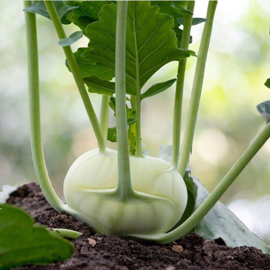 1200 Superschmelz Giant White Kohlrabi Seeds | Non-GMO