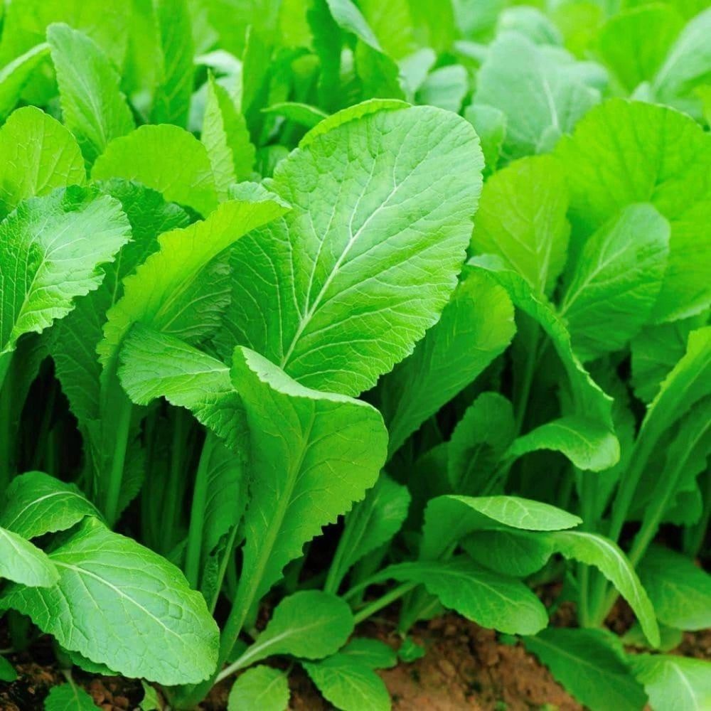 32000 Tendergreen Mustard Seeds | Non-GMO | Fast-Growing Greens