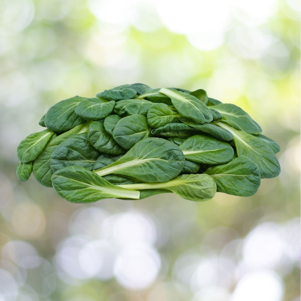 5000+ Tatsoi Chinese Mustard Seeds | Non-GMO Heirloom | Asian Greens | Fast Growing