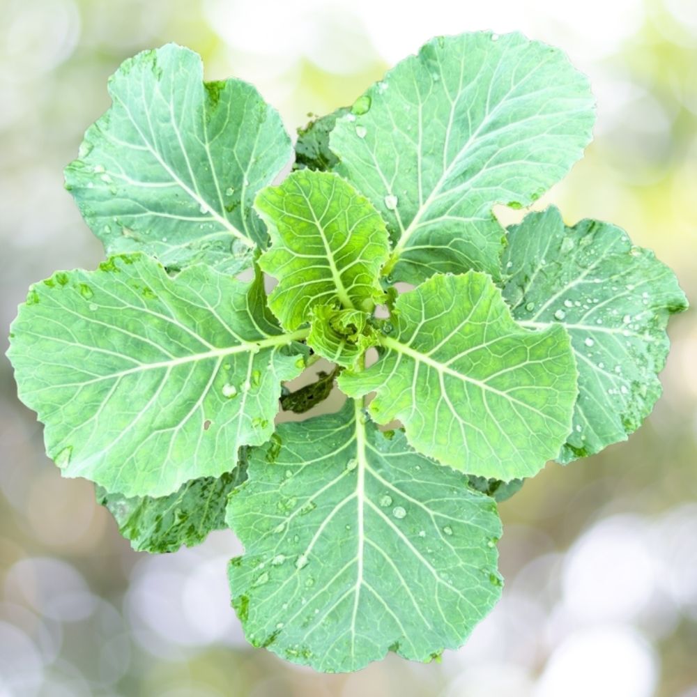 800 Georgia Southern Collard Seeds | Non-GMO Heirloom Vegetable Garden Seeds