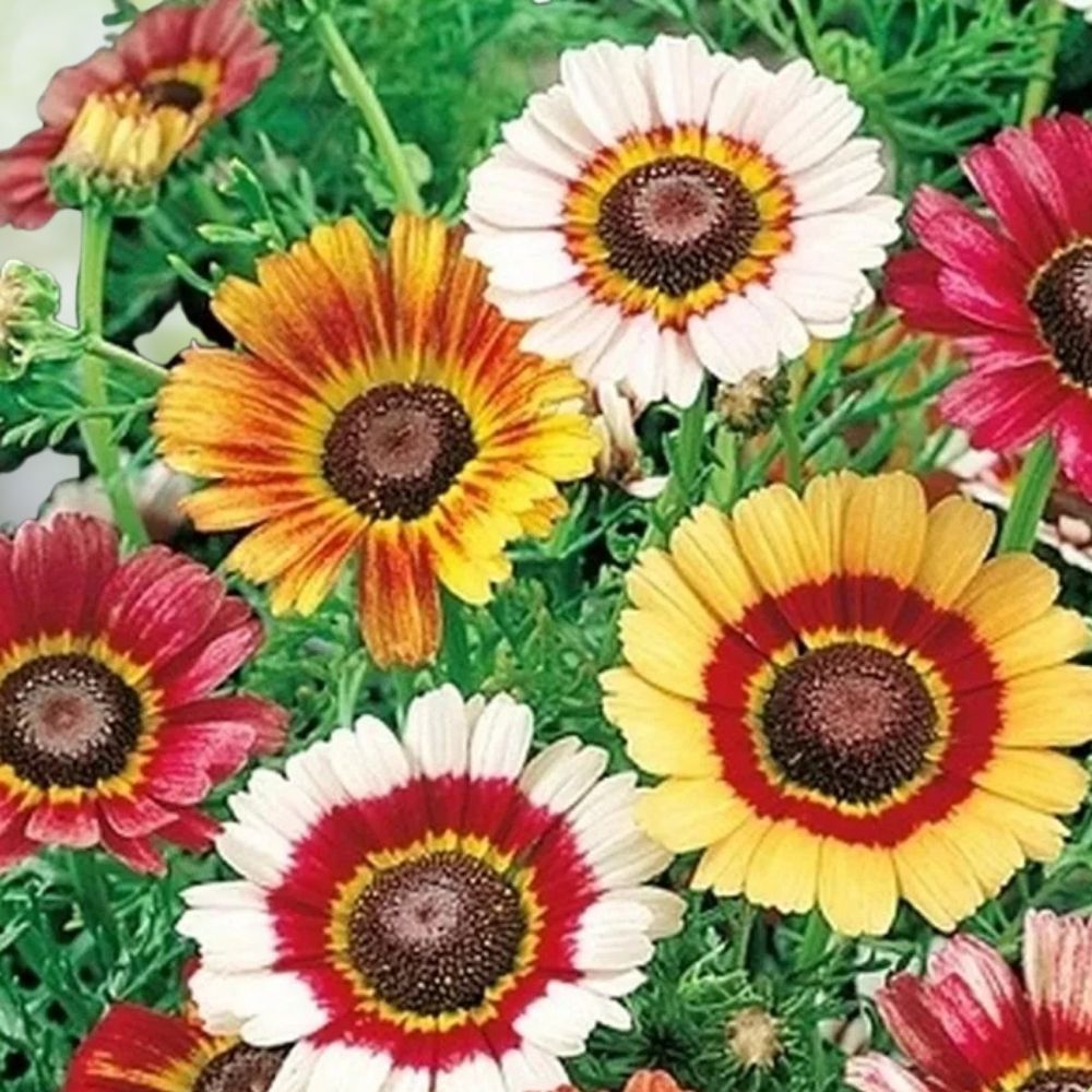 1000+ Painted Daisy Seeds | Mixed Colors Perennial Flowers Attract Pollinators Non-GMO
