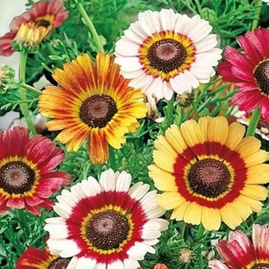 1000+ Painted Daisy Seeds | Mixed Colors Perennial Flowers Attract Pollinators Non-GMO