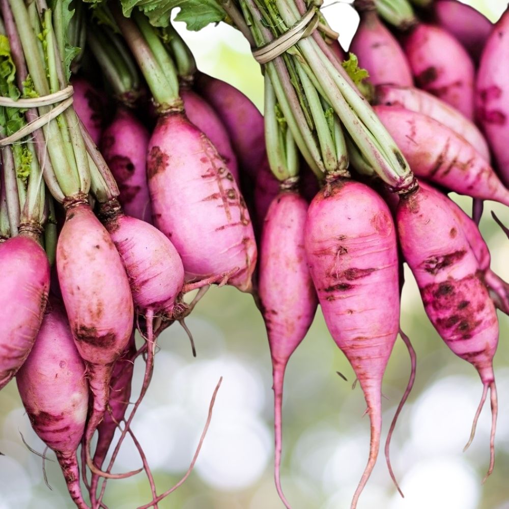 400 Radish Seeds | Non-GMO | Organic Heirloom Garden Vegetable