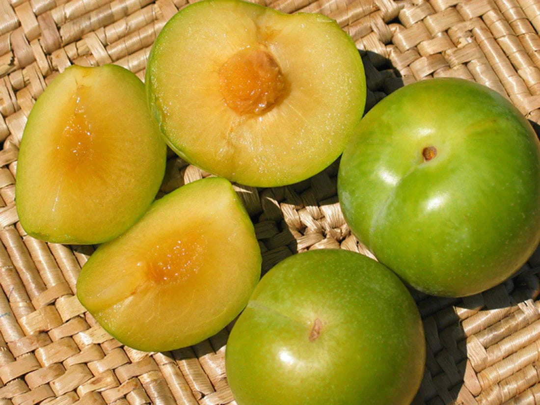 5 Emerald Pluot Scions – Unrooted 3–6" Grafting Cuttings – Plum x Apricot Hybrid – Rare Fruit Tree Variety for Grafting