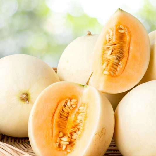 200 Honeydew Orange Flesh Melon Seeds, Non GMO