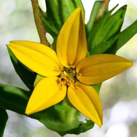 Texas yellowstar, Lindheimer aster (Lindheimera texana)