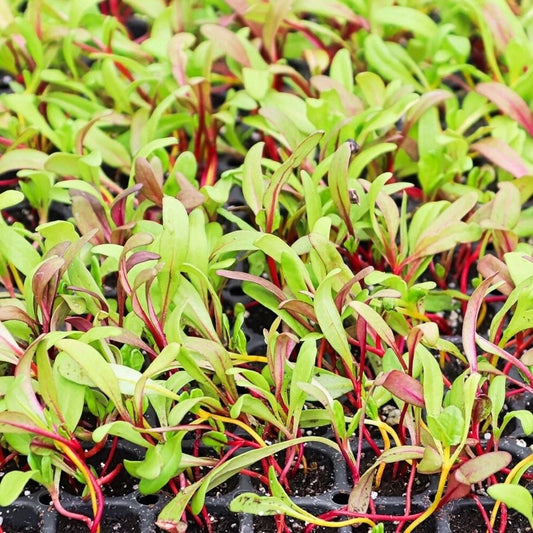100 Rainbow Swiss Chard Microgreen Seeds | Non-GMO