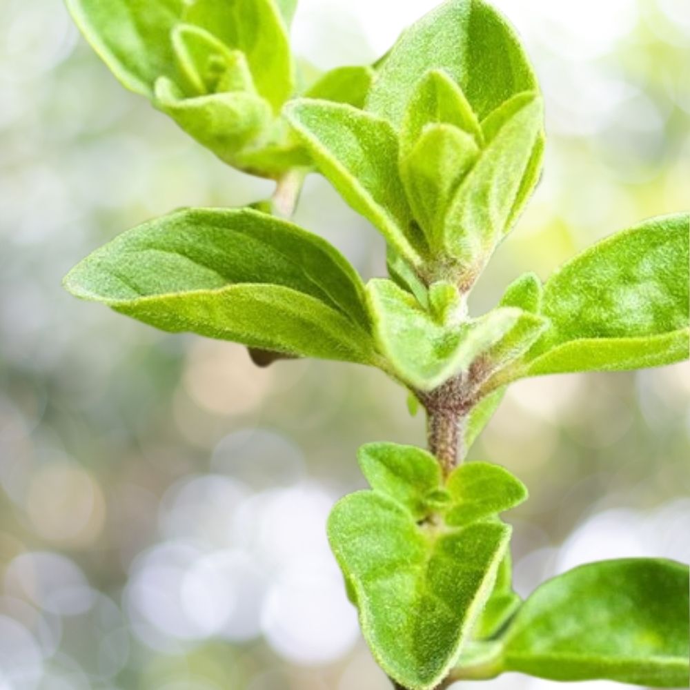 Italian Oregano Herb Seeds - 225,000 Non-GMO Seeds for Planting