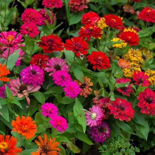 100 California Giant Zinnia Flower Seeds | Non-GMO