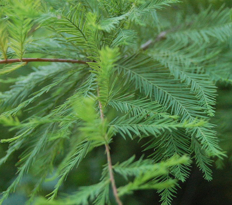 Bald Cypress Trees - 2 Pack - Taxodium Distichum - 4" Containers - Fast-Growing Wetland Tree for Zones 5-10