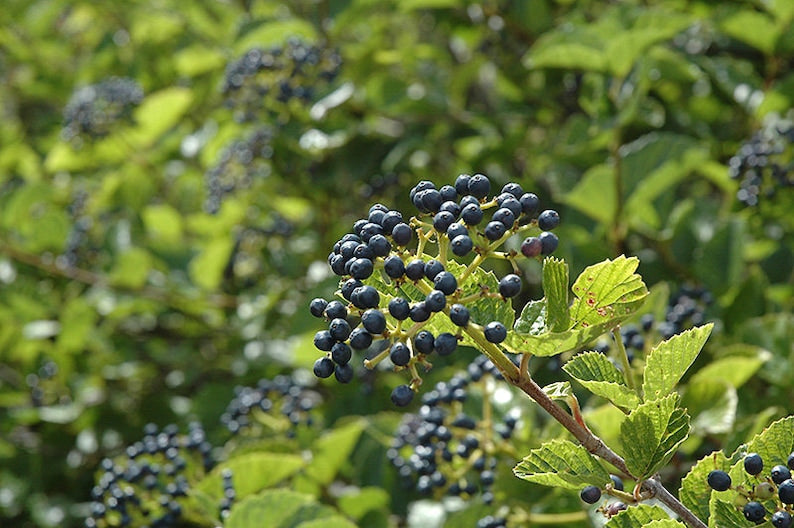 Chicago Lustre Viburnum Plants - 5 Rooted Shrubs in 3" Containers, Viburnum Dentatum, Ideal for Garden or Hedge