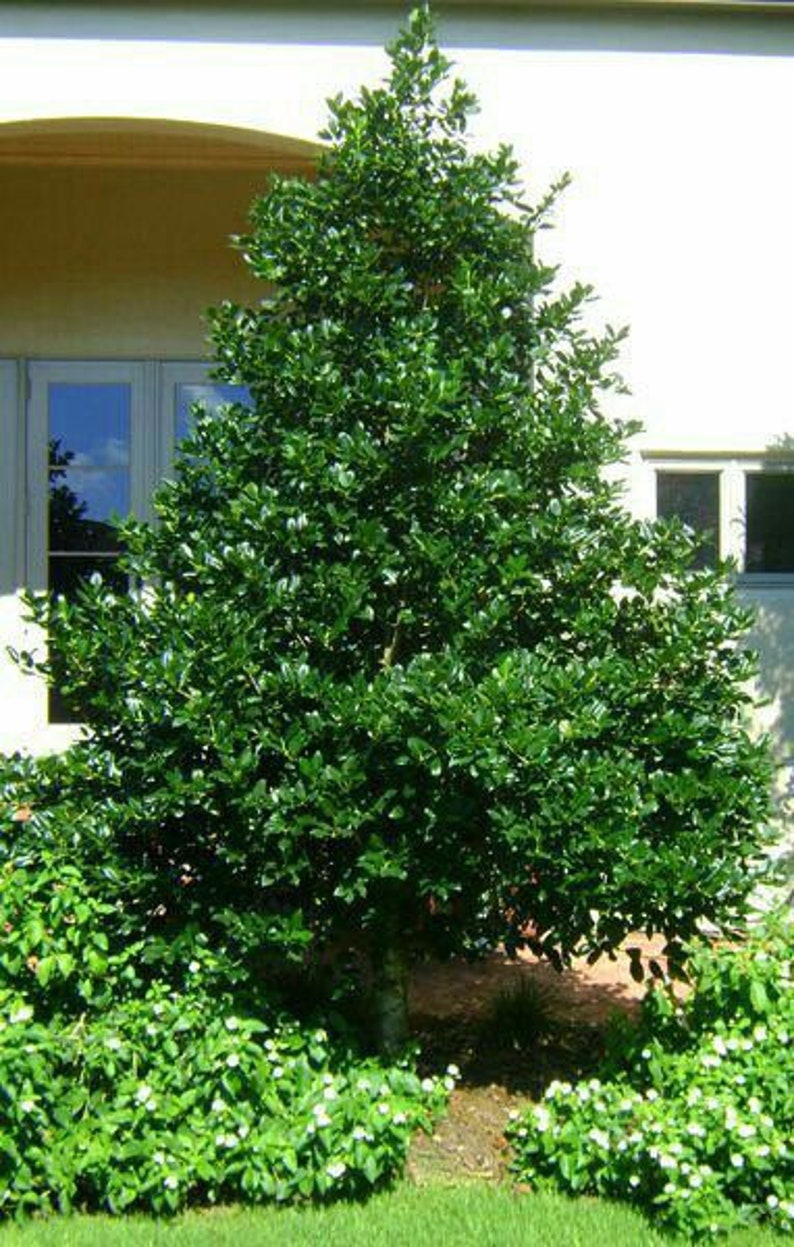 Nellie R. Stevens Holly 2.5” Pot - Fast Growing Shrub with Red Berries, Ilex x Nellie R. Stevens, USDA Zone 6-9