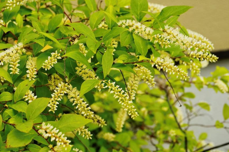 Henry's Garnet Itea Virginica Shrubs - 2 Rooted Plants in 4" Containers - Virginia Sweetspire for Gardens & Hedges