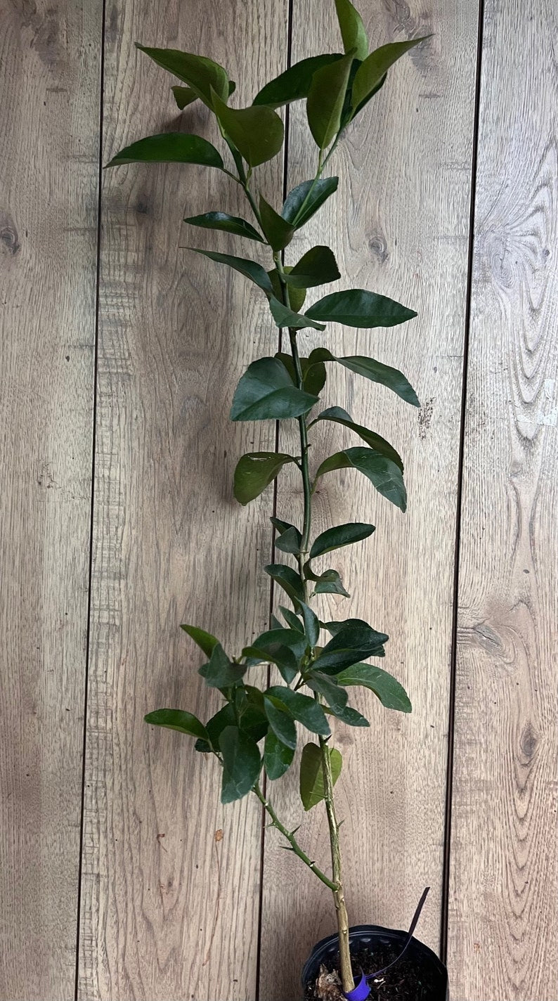 Valencia Orange Tree, 1/2 Gallon Pot, Grafted Citrus, Citrus sinensis, Florida Shipping Only