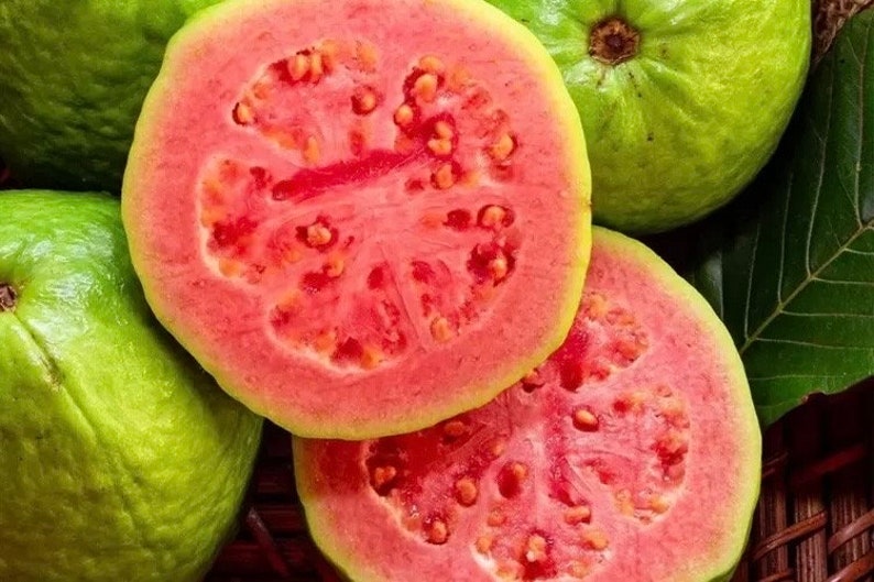 Ruby Supreme Guava Plant in 10" Pot, Pink Guava Tree, Jambu Batu, Psidium guajava, Tropical Fruit Plant