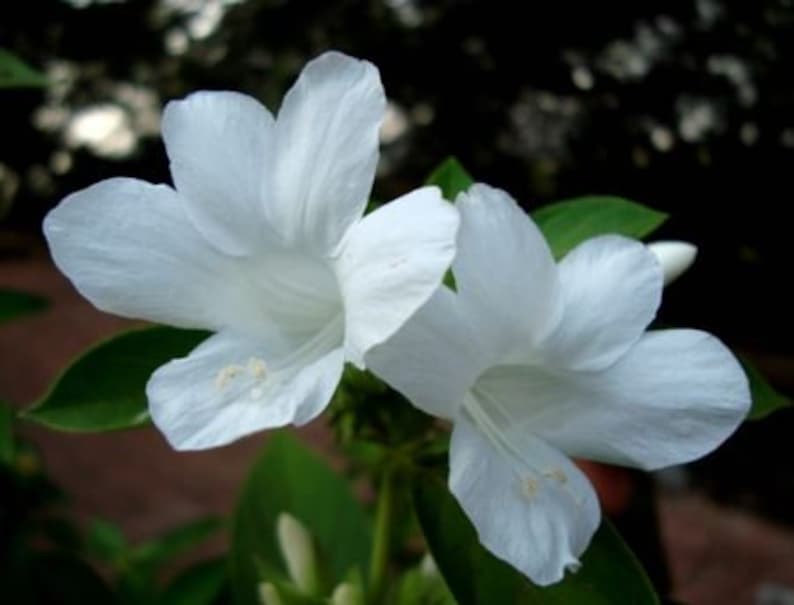 Barleria cristata Live Plant, Philippine Violet Gorate White Flower, 6-10 Inch in Half Gallon Pot