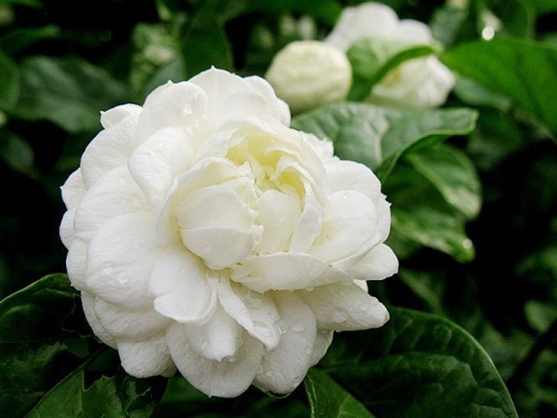 Jasmine Plant 10" Pot Grand Duke of Tuscany Fragrant Flowers Jasminum sambac