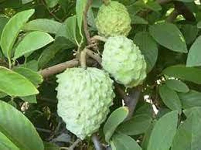 Atemoya Plant - 1 Foot Tall - AP Atemoya - Annona squamosa - 6 Inch Pot
