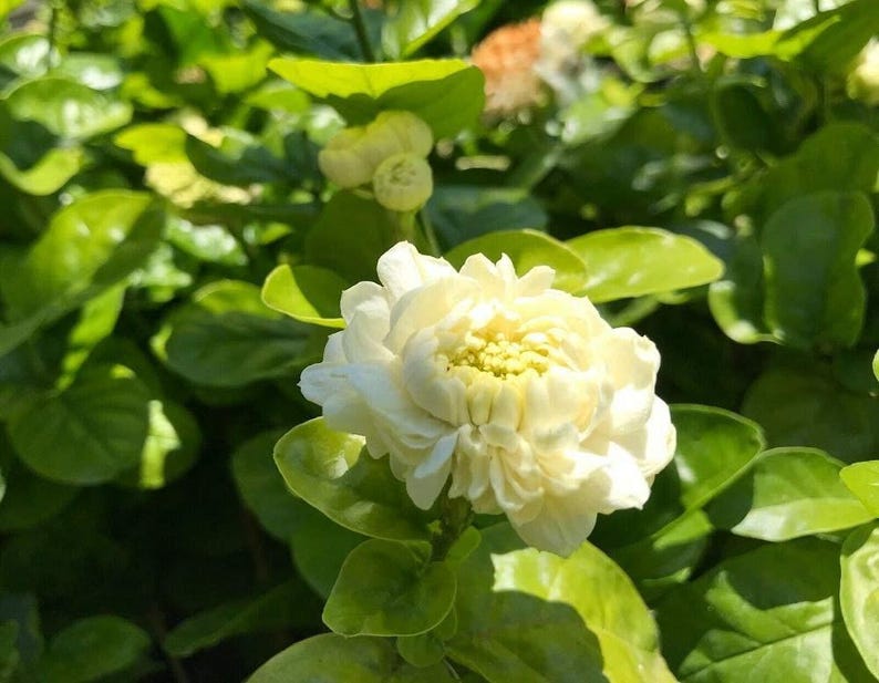Grand Duke Jasmine Live Plant 1ft Tall - Jasmine sambac - Ships in 1 Gallon Pot - Fragrant Flowering Indoor/Outdoor Plant