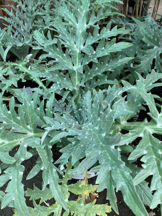 Greenglobe Artichoke Live Plant - 4" Starter in 3" Pot - Cynara Scolymus