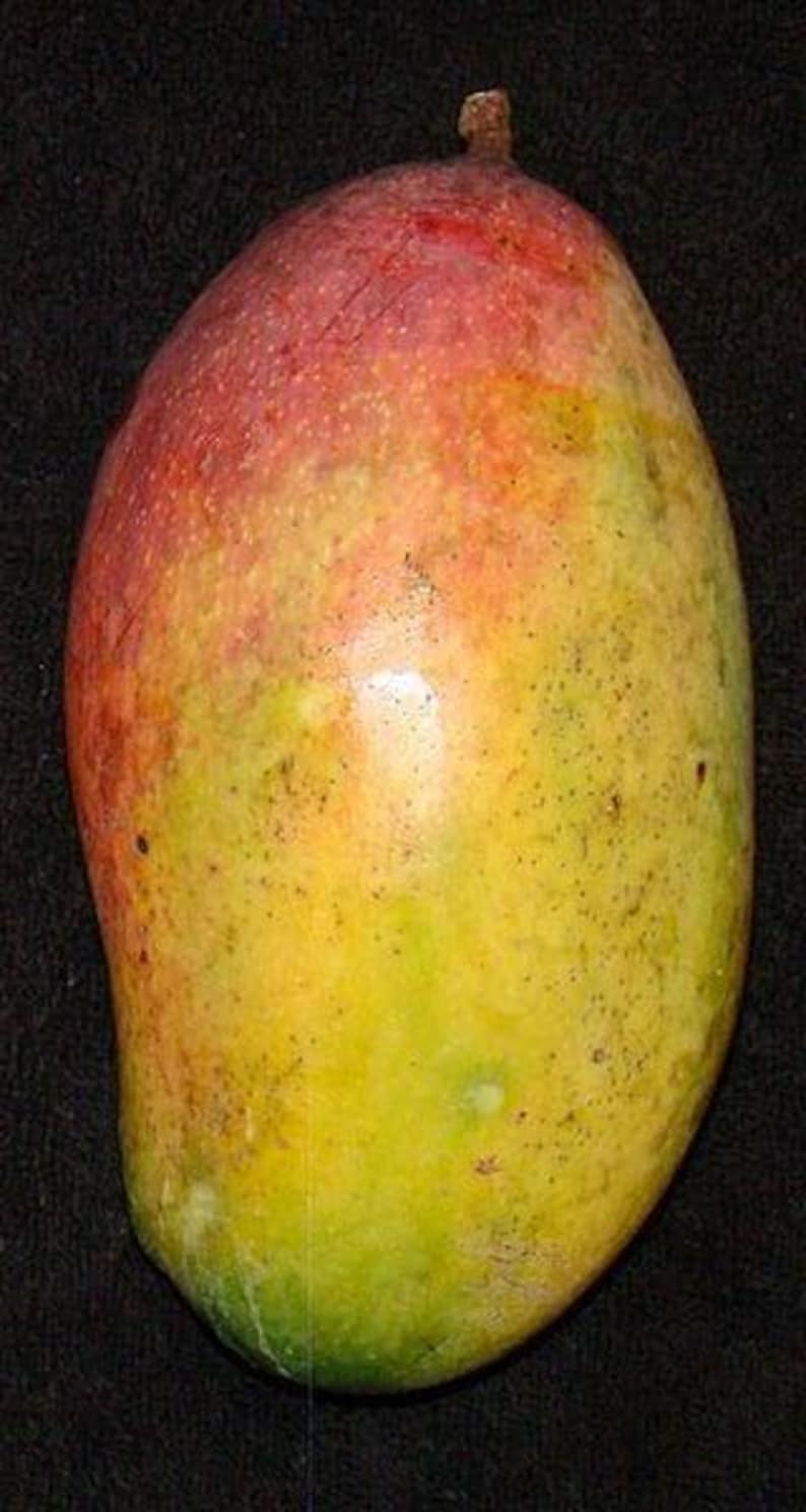 Valencia Pride Mango Tree Live Plant - 3 Gal Pot - Mangifera indica - Sweet Tropical Fruit Tree for Home Gardening