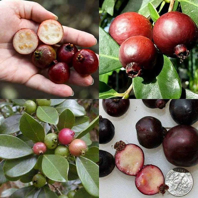 Cây ?i sim - 1 Feet Tall - Ship in 6" Pot - Psidium guajava - Sweet & Tasty Tropical Guava Plant for Home Garden