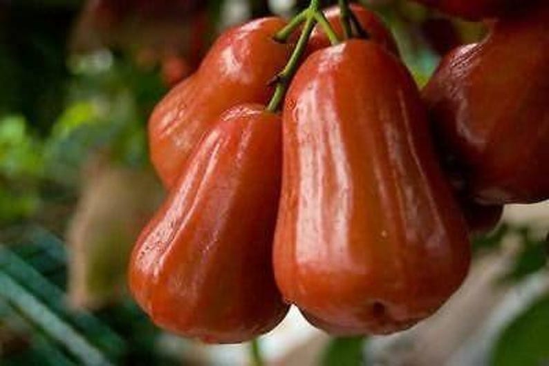 Red Rocket Wax Apple Plant - 6" Pot - Syzygium samarangense - 1 to 2 Feet Tall - Tropical Fruit Tree