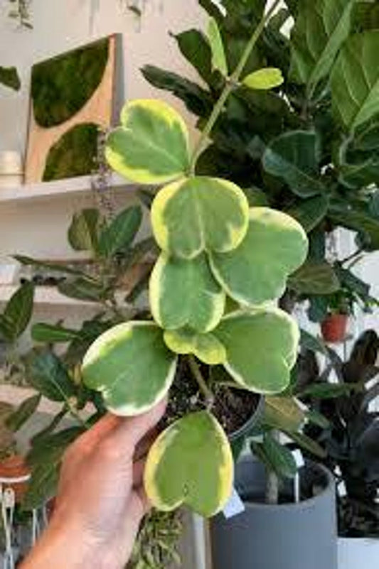 Hoya Kerri Variegated Plant - 6" Pot - Heart-Shaped Leaves - Ideal for Vining - Hoya kerrii