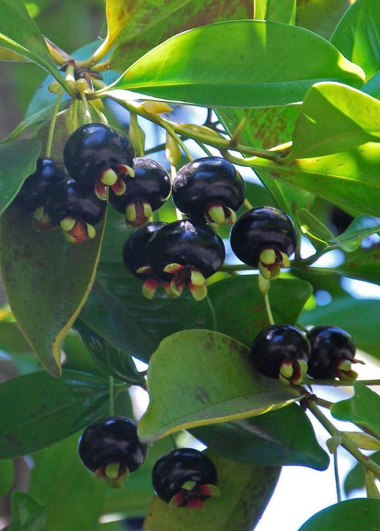 Grumichama Tree 3 Gallon Pot Brazilian Cherry Eugenia brasiliensis, Tropical Fruit Tree for Garden, Sweet Berries, Easy Care