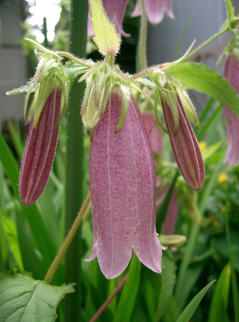 Campanula Punctata Starter Clump - Hardy Perennial for Zones 3-9 - Full Sun - Bareroot Plant