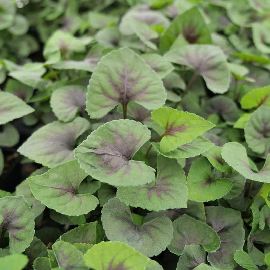 Heartthrob Violet Plant 3.5" Pot Hardy Violet Viola PP19,996 - Ideal for Zones 5-9, Part to Full Shade