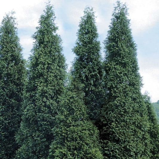 Green Giant Arborvitae Plants - 4" Containers, Thuja Green Giant - Ideal for Hedges, Full Sun to Partial Shade