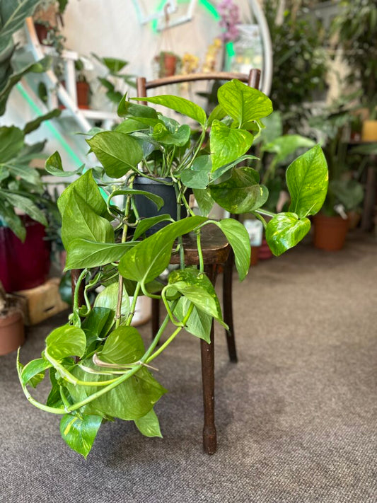 Golden Pothos Rooted Cutting – Live Easy-Care Houseplant | Epipremnum Aureum | Natural Indoor Décor Plant