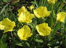 Missouri evening primrose (Oenothera macrocarpa)—100 seeds
