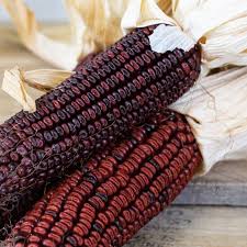 Corn Bloody Butcher Seeds 25 Count Heirloom Red Dent Variety 110 Day Maturity