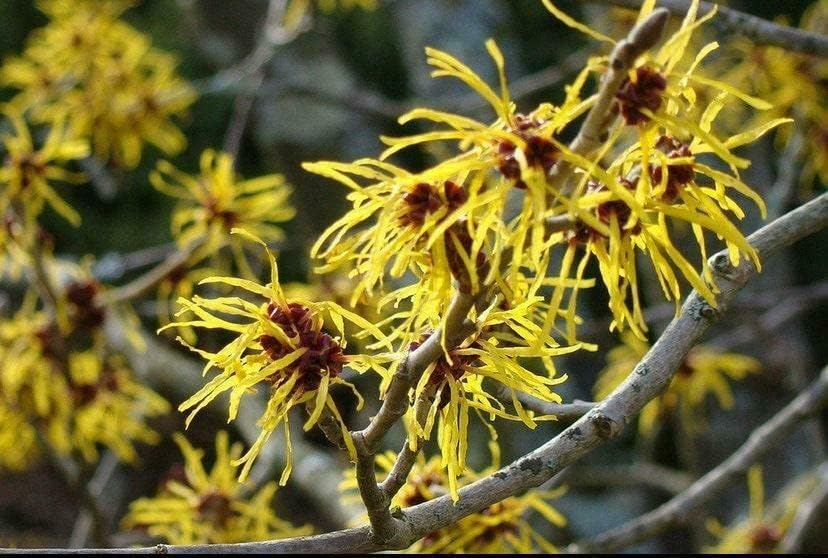 5 Witch Hazel Shrubs - Hamamelis virginiana | 12–18” Live Bare Root Plants | Native Flowering Shrubs for Fall Color & Wildlife Gardens