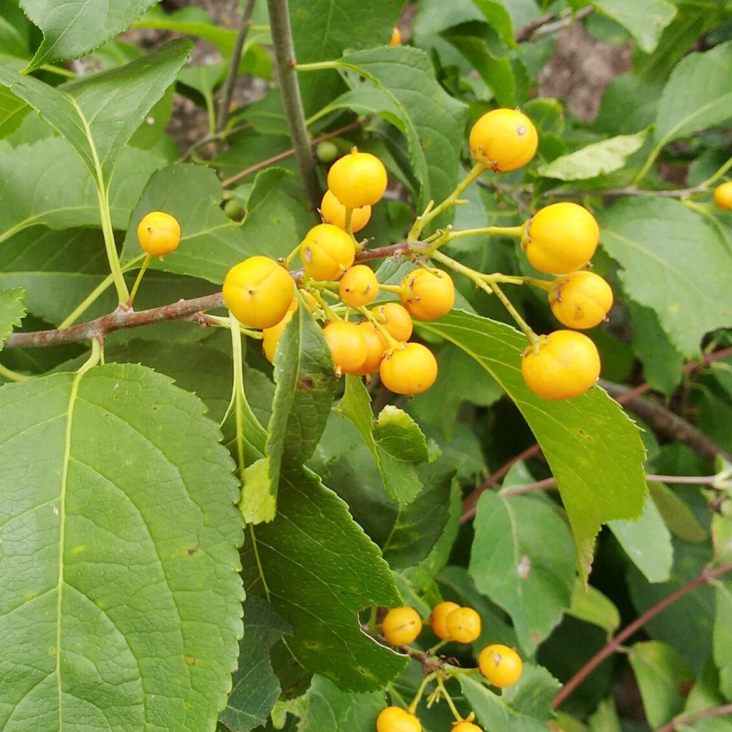 30 Seeds Celastrus scandens (American Bittersweet) for Planting | Native Climbing Vine for Garden, Landscaping & Wildlife Support