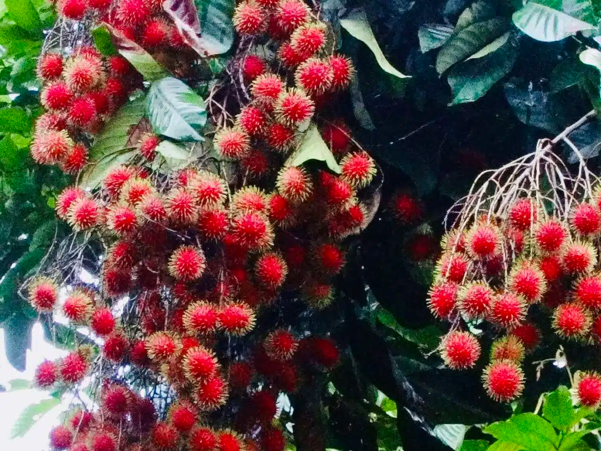 Rambutan Cuttings - 5 Live 5-6" Cuttings, Nephelium lappaceum, Tropical Fruit Tree