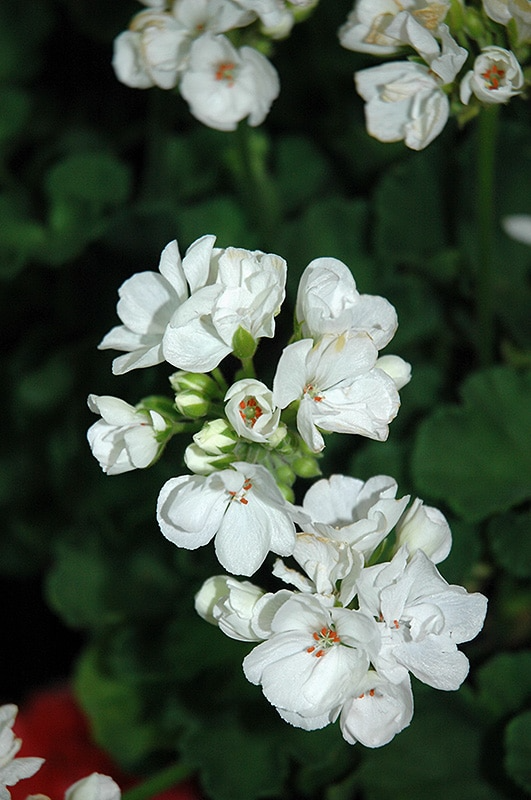 1 Well Rooted 4" Geranium ‘Patriot White’ Live Plant Bright Crystal White Zonal Geranium (Pelargonium) Hardy Flowering Plant for Garden & Pots