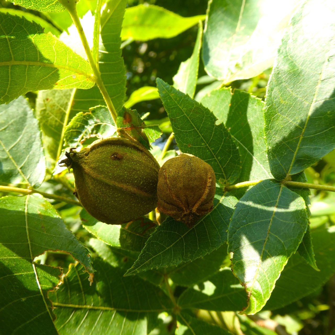 8 Bitternut Hickory Tree Live Cuttings (Carya cordiformis) 8" Long, Healthy Seedling, Hardy Tree for Landscaping, Native North American Tree