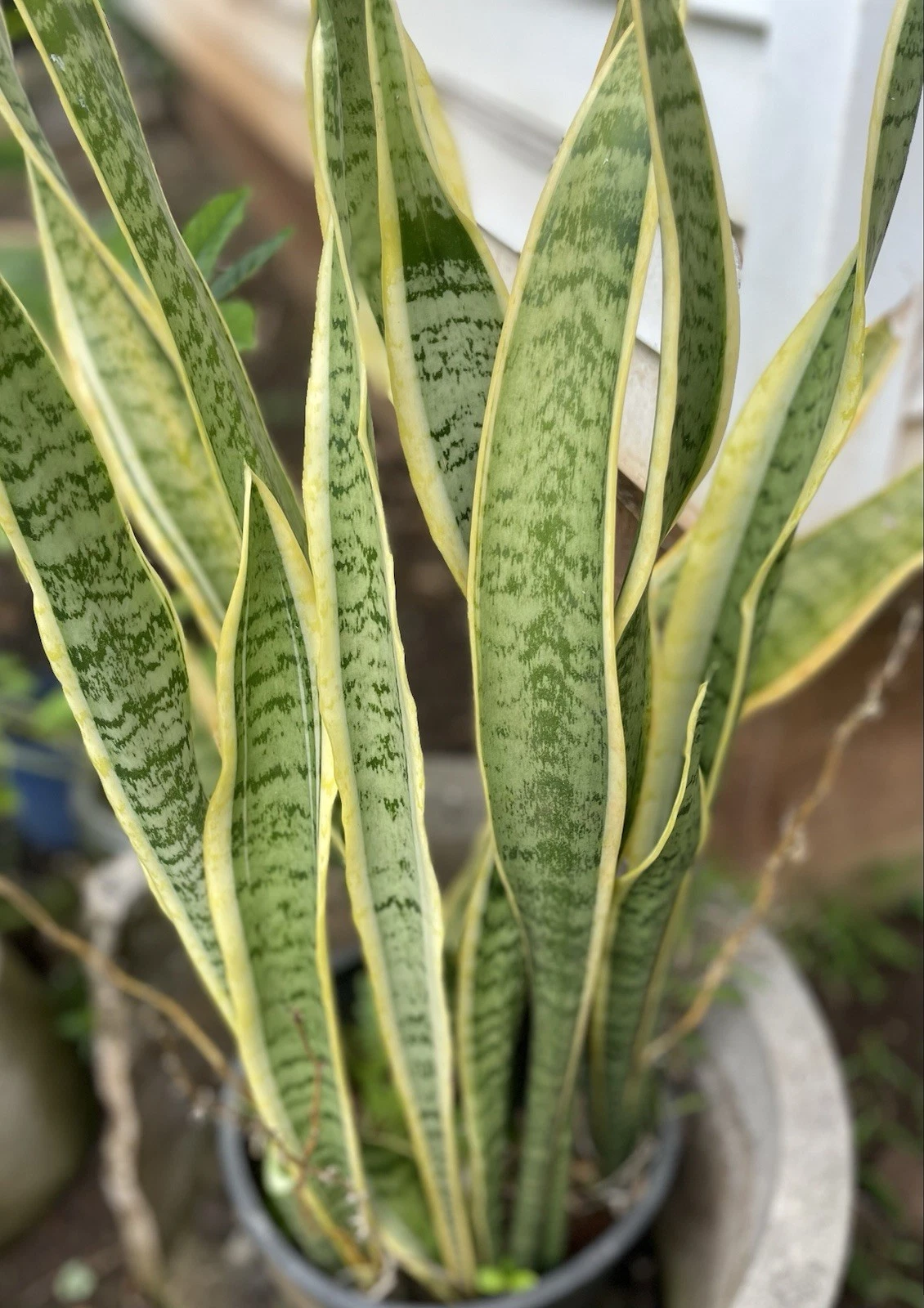 Sansevieria Cuttings - 3 Live Leaf Cuttings, Snake Plant, Grown in Hawaii