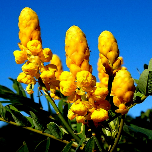 20 Candle Bush Seeds (Cassia Alata) – Fast-Growing Senna Tree, Butterfly Flower
