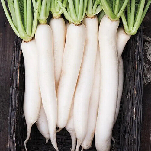 Daikon Radish Seeds - 2 oz - Non-GMO Japanese Variety - Raphanus sativus