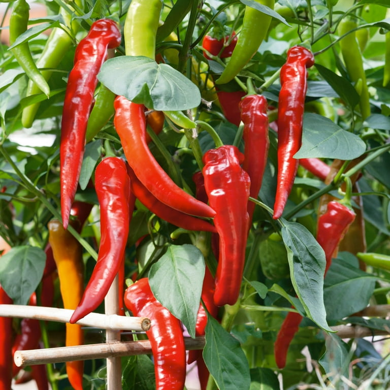 250 mg Fresno Chile Hot Pepper Seeds - Capsicum annuum | Heirloom Pepper for Planting, Spicy and Flavorful, Great for Salsas & Cooking