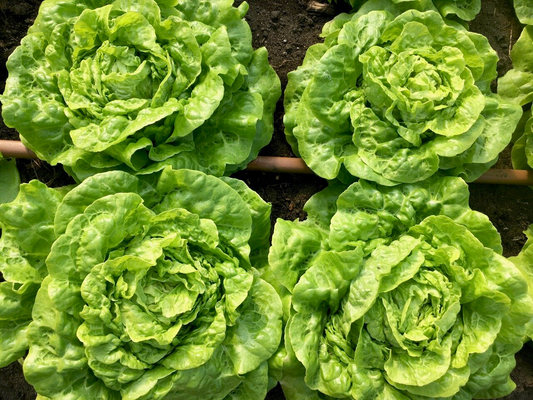 1g Tom Thumb Butterhead Lettuce Seeds Lactuca sativa | Heirloom, Non-GMO, Miniature, Tender, Sweet, Perfect for Small Gardens